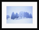 Trees in snow-covered landscape in winter by Anonymous