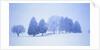 Trees in snow-covered landscape in winter by Anonymous