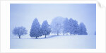 Trees in snow-covered landscape in winter by Anonymous