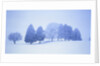 Trees in snow-covered landscape in winter by Anonymous