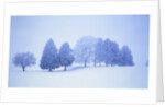 Trees in snow-covered landscape in winter by Anonymous