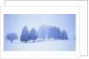 Trees in snow-covered landscape in winter by Anonymous