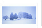 Trees in snow-covered landscape in winter by Anonymous