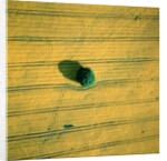 Aerial shot of a rape field and tree by Anonymous