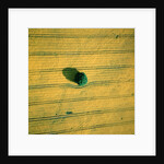 Aerial shot of a rape field and tree by Anonymous