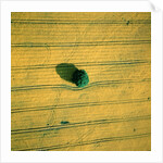 Aerial shot of a rape field and tree by Anonymous