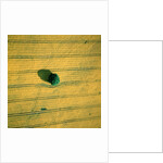 Aerial shot of a rape field and tree by Anonymous