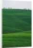 Meadows and cypresse in the Tuscany by Anonymous