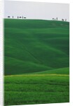 Meadows and cypresse in the Tuscany by Anonymous