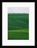Meadows and cypresse in the Tuscany by Anonymous