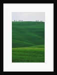 Meadows and cypresse in the Tuscany by Anonymous