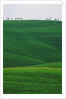 Meadows and cypresse in the Tuscany by Anonymous