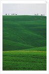 Meadows and cypresse in the Tuscany by Anonymous