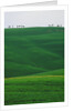 Meadows and cypresse in the Tuscany by Anonymous