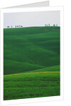 Meadows and cypresse in the Tuscany by Anonymous