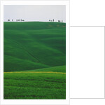 Meadows and cypresse in the Tuscany by Anonymous