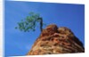 Tree on cliff, Zion National Park, Utah, USA by Anonymous