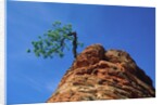 Tree on cliff, Zion National Park, Utah, USA by Anonymous