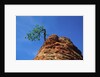 Tree on cliff, Zion National Park, Utah, USA by Anonymous