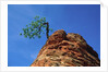Tree on cliff, Zion National Park, Utah, USA by Anonymous