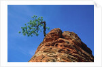 Tree on cliff, Zion National Park, Utah, USA by Anonymous