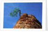 Tree on cliff, Zion National Park, Utah, USA by Anonymous