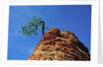 Tree on cliff, Zion National Park, Utah, USA by Anonymous