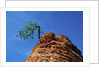 Tree on cliff, Zion National Park, Utah, USA by Anonymous