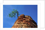 Tree on cliff, Zion National Park, Utah, USA by Anonymous