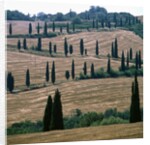 Cypresses and stubble fields in the Tuscany by Anonymous