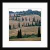 Cypresses and stubble fields in the Tuscany by Anonymous
