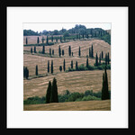 Cypresses and stubble fields in the Tuscany by Anonymous