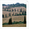 Cypresses and stubble fields in the Tuscany by Anonymous
