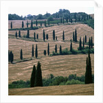 Cypresses and stubble fields in the Tuscany by Anonymous