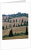 Cypresses and stubble fields in the Tuscany by Anonymous