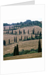 Cypresses and stubble fields in the Tuscany by Anonymous