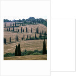 Cypresses and stubble fields in the Tuscany by Anonymous