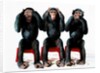 Three chimpanzees by Anonymous