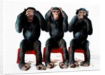 Three chimpanzees by Anonymous