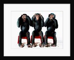 Three chimpanzees by Anonymous