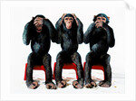 Three chimpanzees by Anonymous