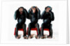 Three chimpanzees by Anonymous