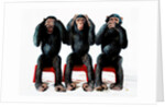 Three chimpanzees by Anonymous