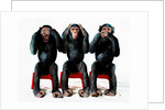 Three chimpanzees by Anonymous