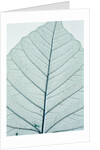 Leaf vein by Anonymous