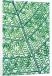 Fern leaf vein by Anonymous