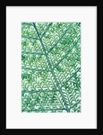 Fern leaf vein by Anonymous