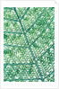 Fern leaf vein by Anonymous