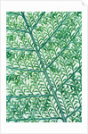 Fern leaf vein by Anonymous