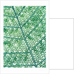 Fern leaf vein by Anonymous